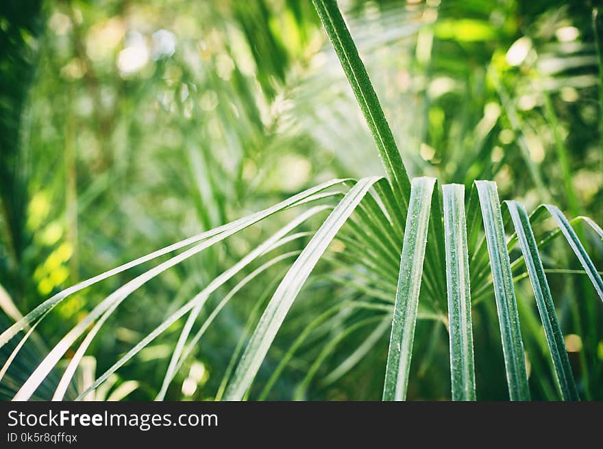 Green palm foliage background, tropical jungle leaves close up