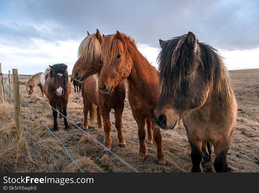 Beautiful icelandic horses in Iceland