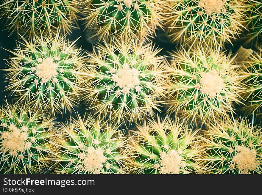 Family of Golden Barrel Cactus - Echinocactus grusonii. Cactus backround.