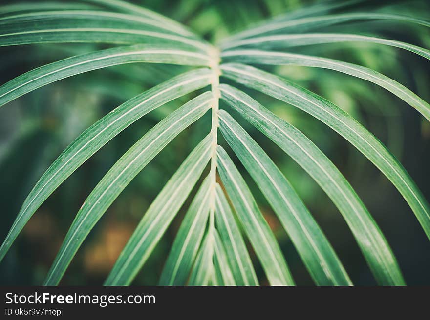 Green palm foliage background, tropical jungle leaves close up