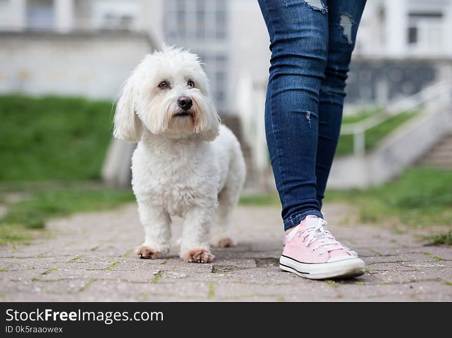 Girl walking with white dog