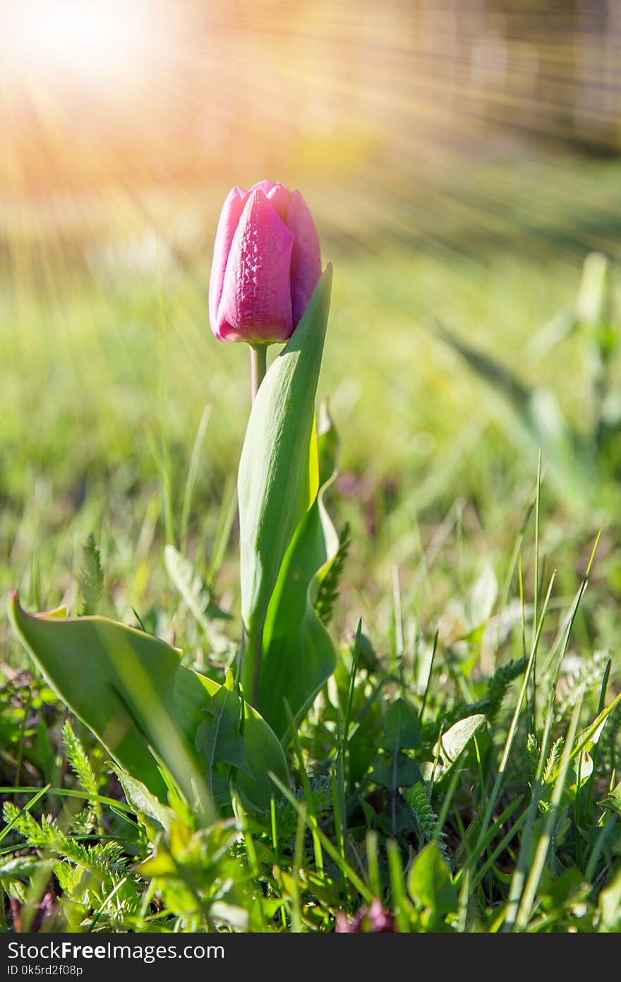 Spring flower pink tulip in the garden under the rays of the sun.