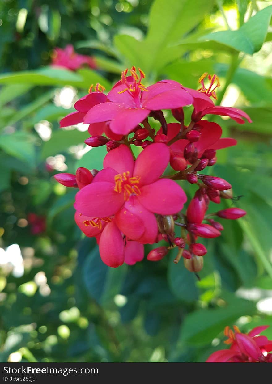 Red flower