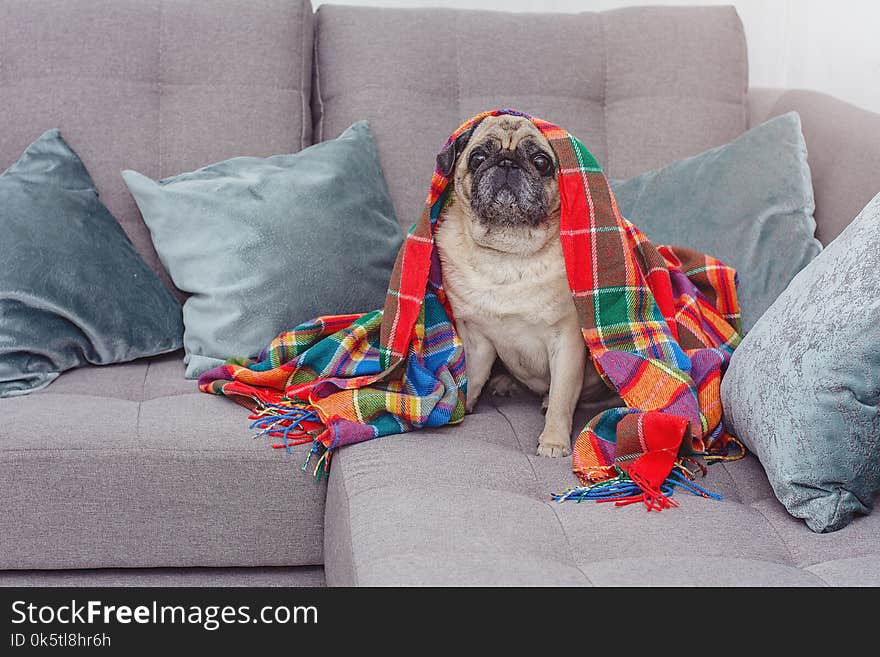Cute pug wrapped in a warm blanket, frozen, home concept