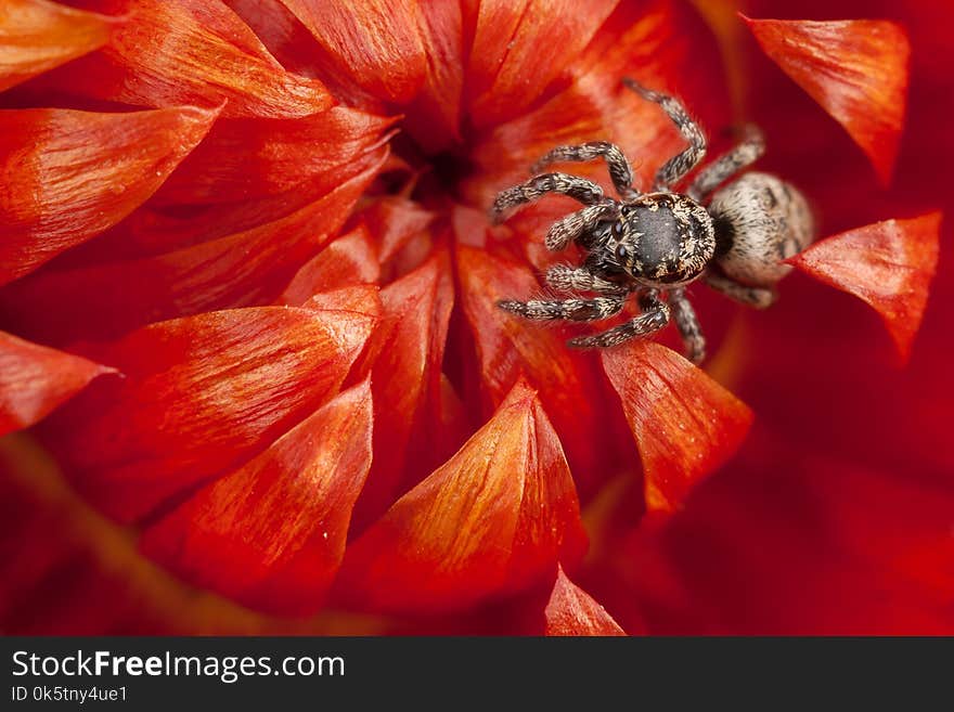 Little jumping spider walking on the red dry flower. Little jumping spider walking on the red dry flower