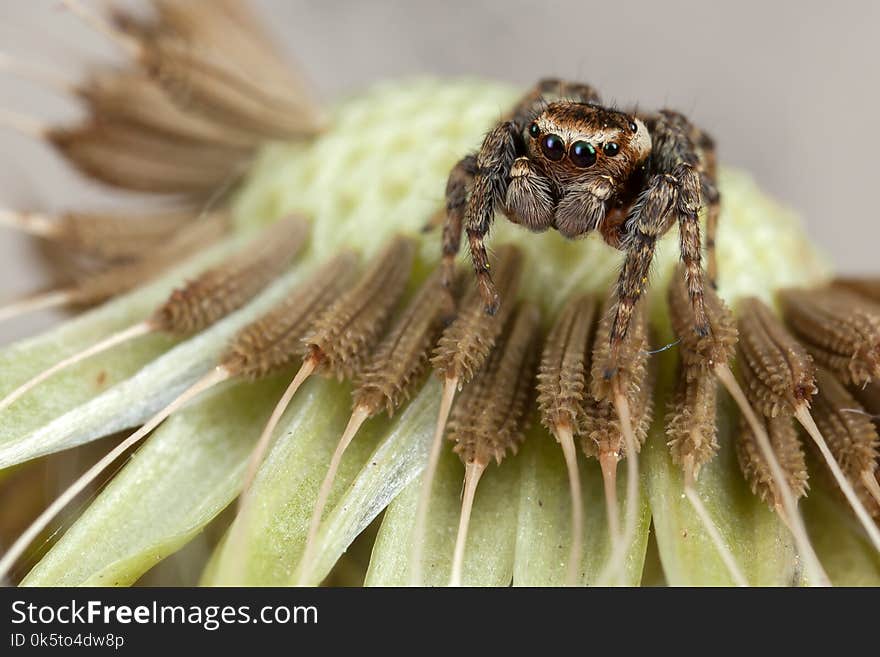 Jumping spider sitting on the dandelion