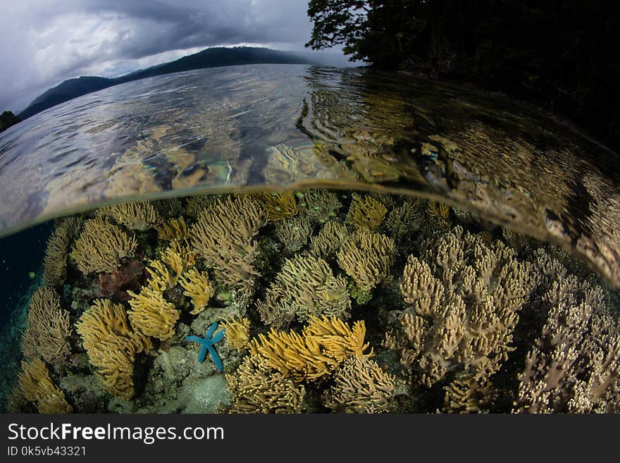 A shallow, healthy coral reef thrives near limestone islands in Raja Ampat, Indonesia. This tropical region is known as the heart of the Coral Triangle due to its marine biodiversity. A shallow, healthy coral reef thrives near limestone islands in Raja Ampat, Indonesia. This tropical region is known as the heart of the Coral Triangle due to its marine biodiversity.