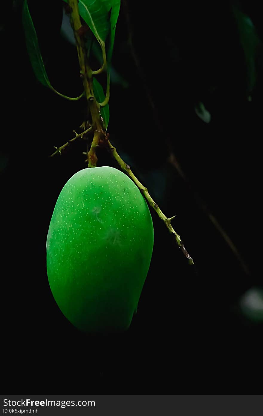 Mango with black background