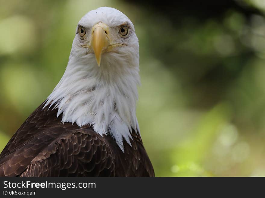 The American Bald Eagle portrait