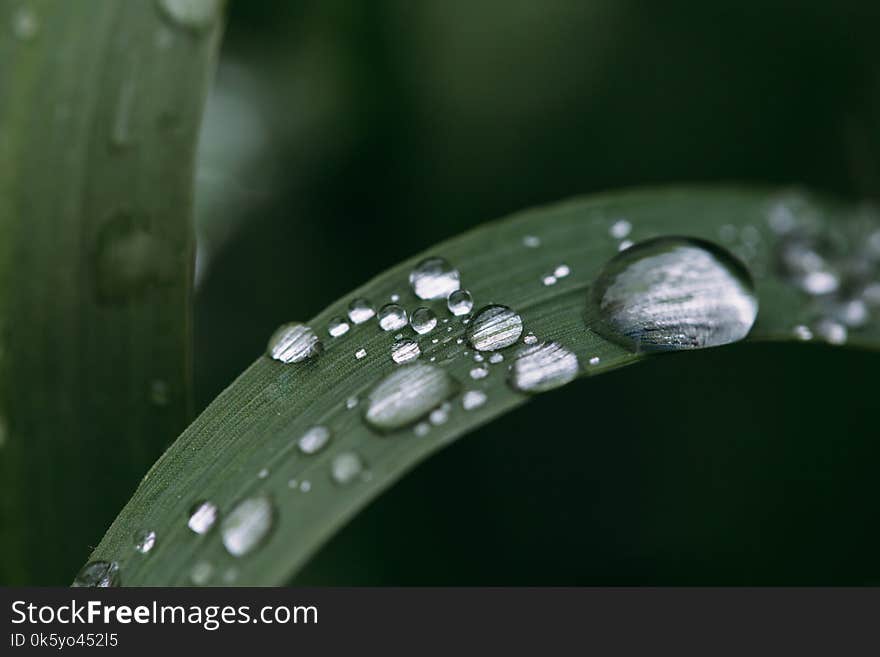 Fresh green grass with dew drops close up. Water driops on the fresh grass after rain. Light morning dew on the grass