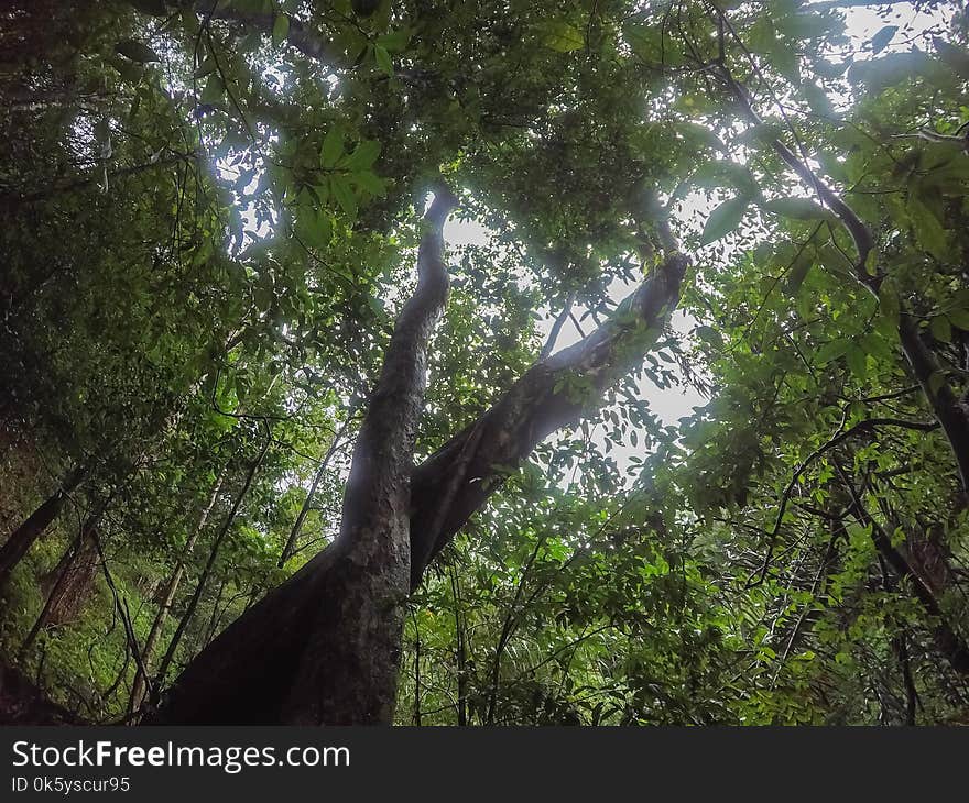 Pure nature in the middle of the bushy evergreen forest of Umphang Wildlife Sanctuary,Tak Province,Thailand.