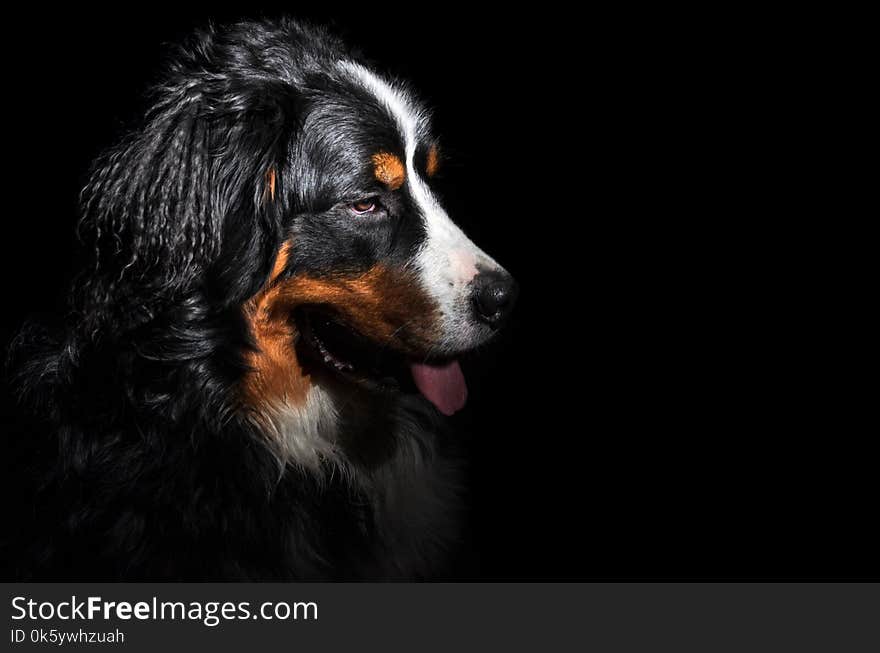 Berner Sennenhund dog isolated on black background.