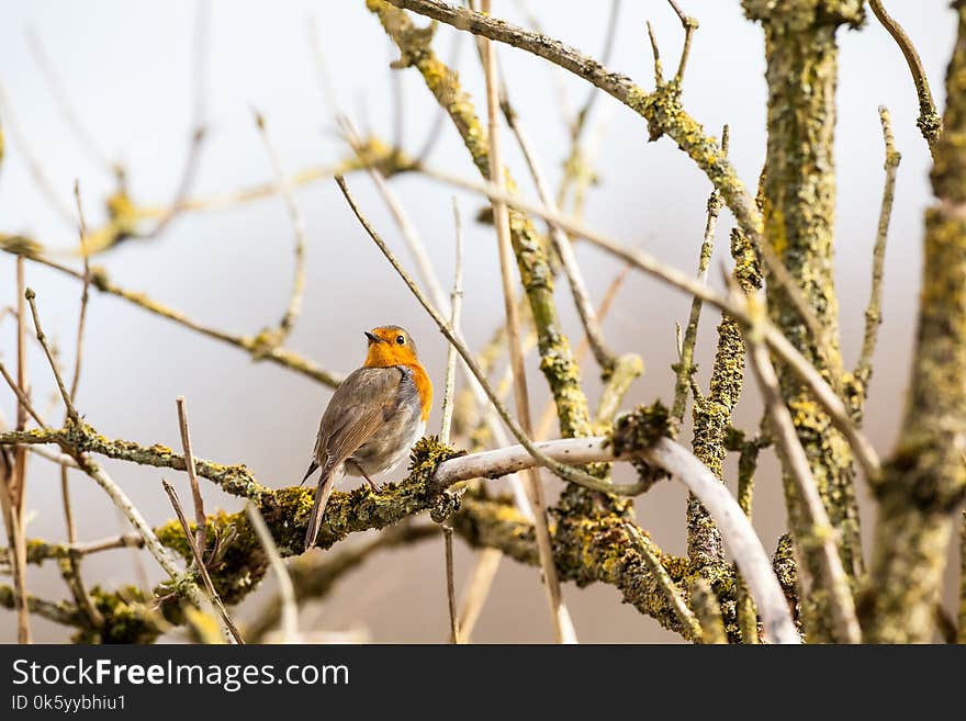 An European Robin is looking for dangerous on an tree