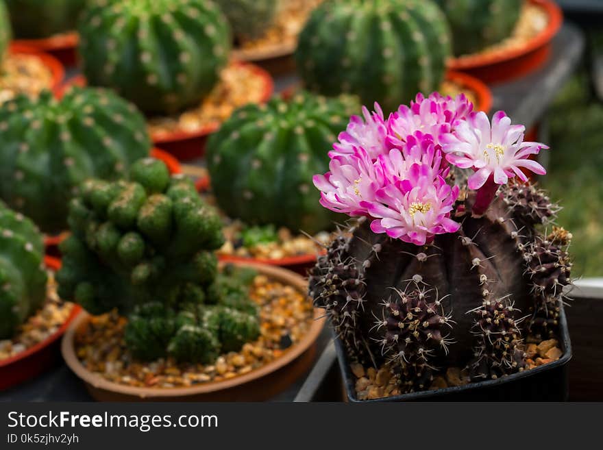 Cactus Bright pink flowers. Among the green cactus. Background blur