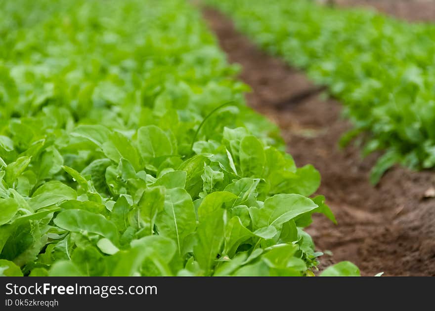 Organic chard cultivation in the greenhouse