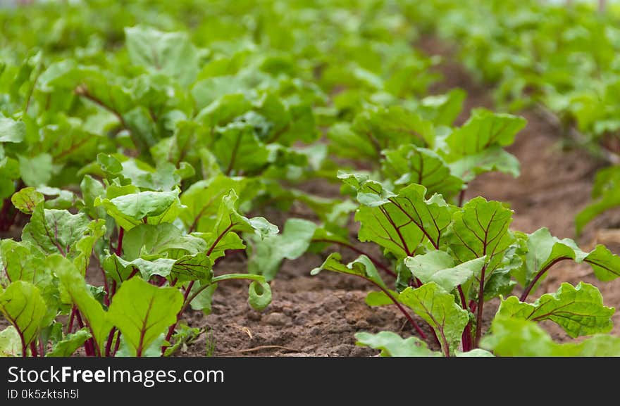 Beet planting in the organic garden greenhouse. Beet planting in the organic garden greenhouse