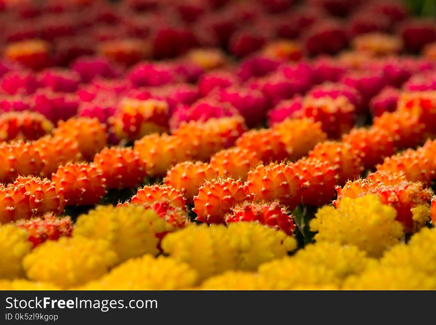 Background blur Cactus Gymnocalycium mihanovichii f. Variegata many colorfull orange,red,pink,yellow. At shop