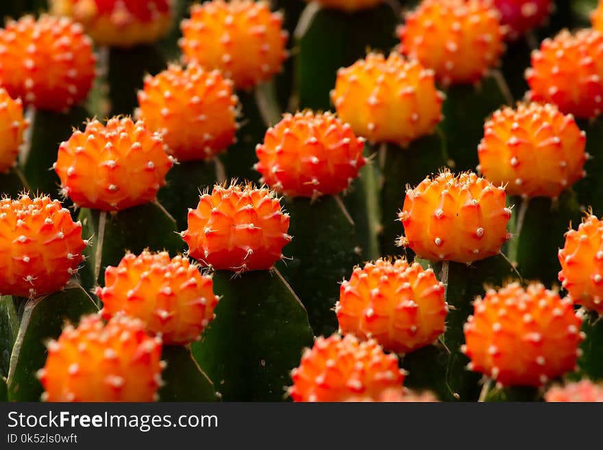 Cactus Gymnocalycium mihanovichii f. Variegata orange, many rows. Background blur