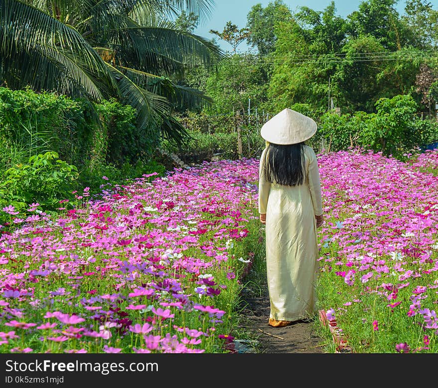 A Vietnamese woman in traditional dress Ao Dai standing at flower garden. A Vietnamese woman in traditional dress Ao Dai standing at flower garden.