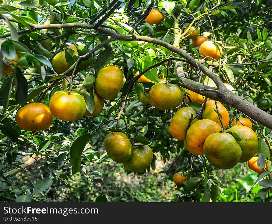 Mandarin citrus fruits on the tree at plantation in Mekong Delta, Vietnam.