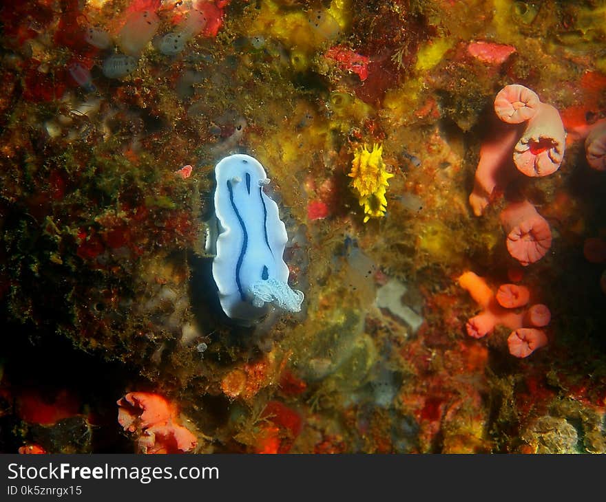 True sea slug