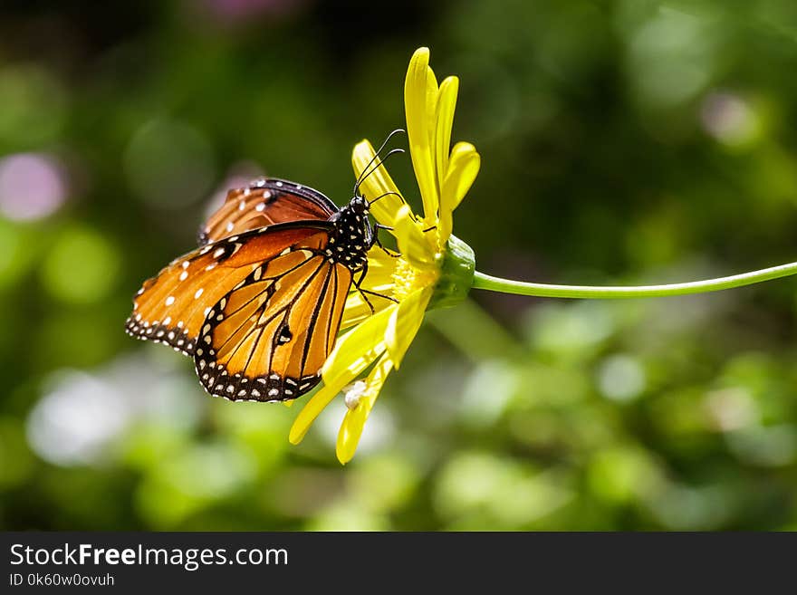 Monarch butterfly on yellow flower, with green background.