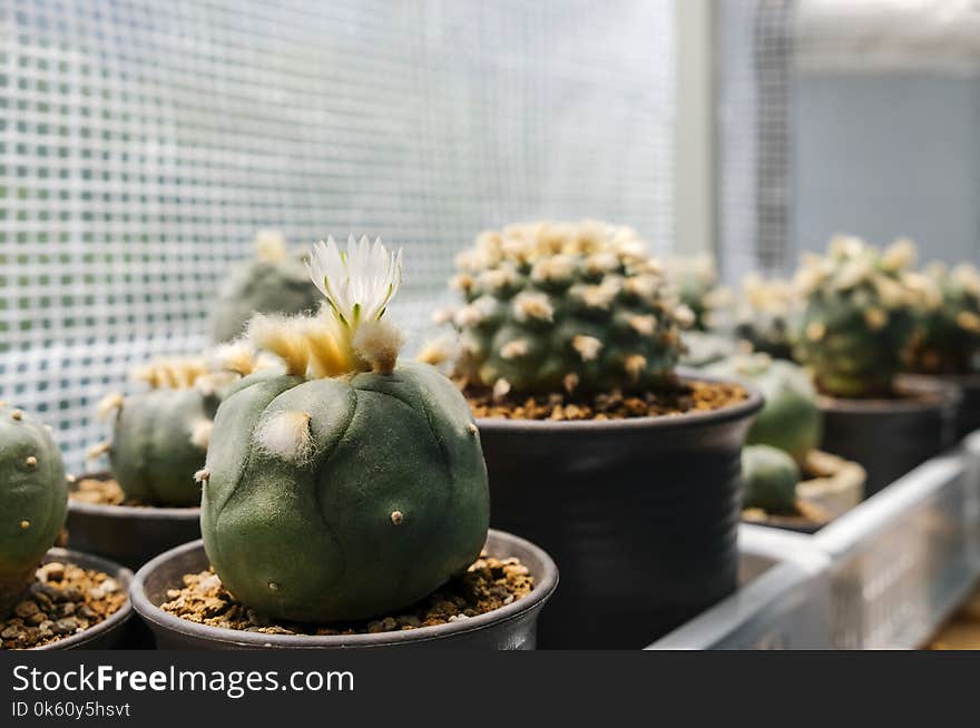 Lophophora diffusa flower cactus plant in pot with sunlight with copy space