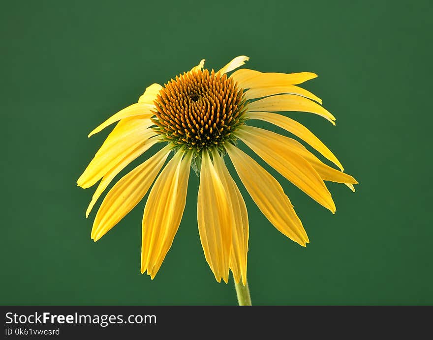 Yellow coneflower on green background