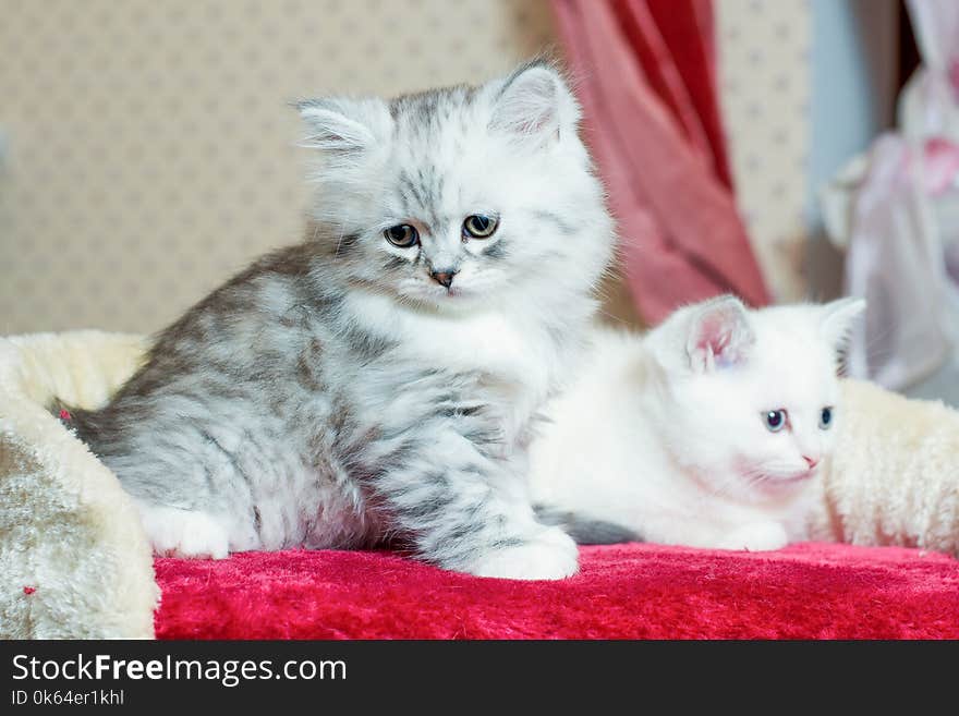 Beautiful gray and white kitten sitting and posing