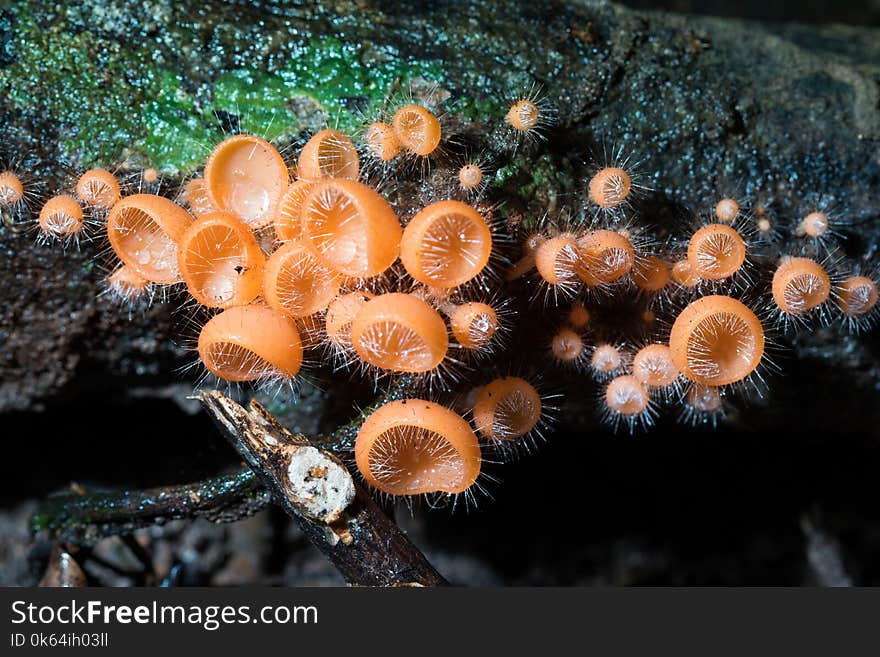 Orange Burn Cup Mushroom Or Champagne Mushrooms, In Thailand