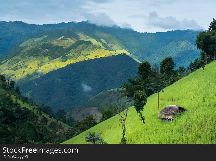 Green Terraced Rice Field mountain and small hut, nature landsc