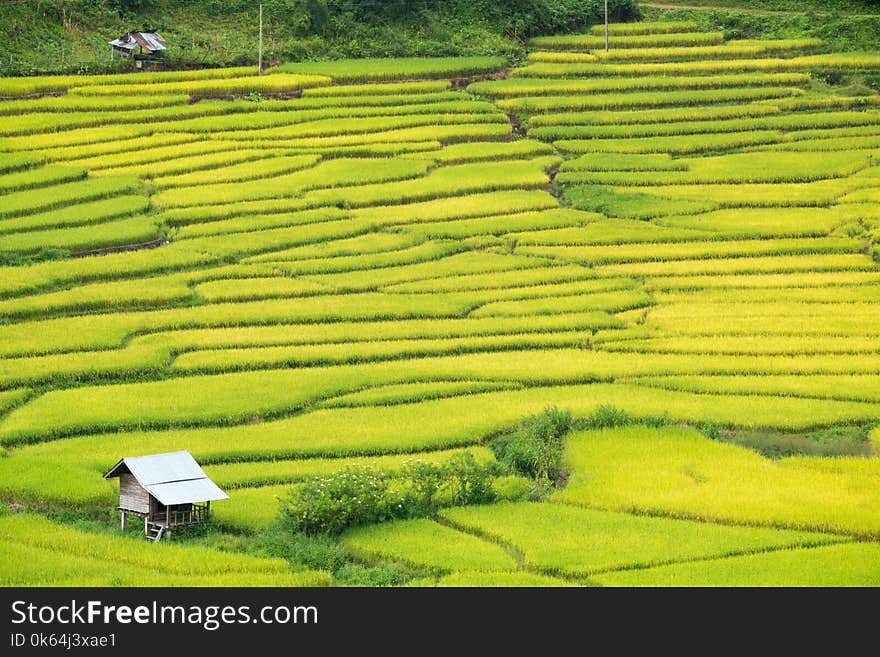 Green Terraced Rice Field in Nan, Thailand.