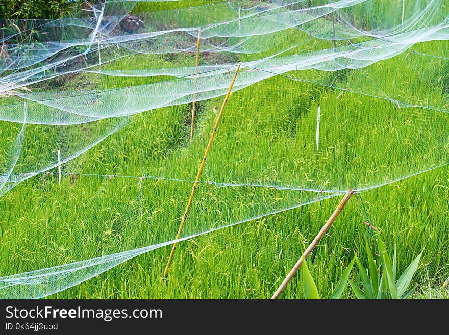 Rice field in the tested rice field with net cover at Royal Highland Agricultural Development Station in Nan province,Thailand