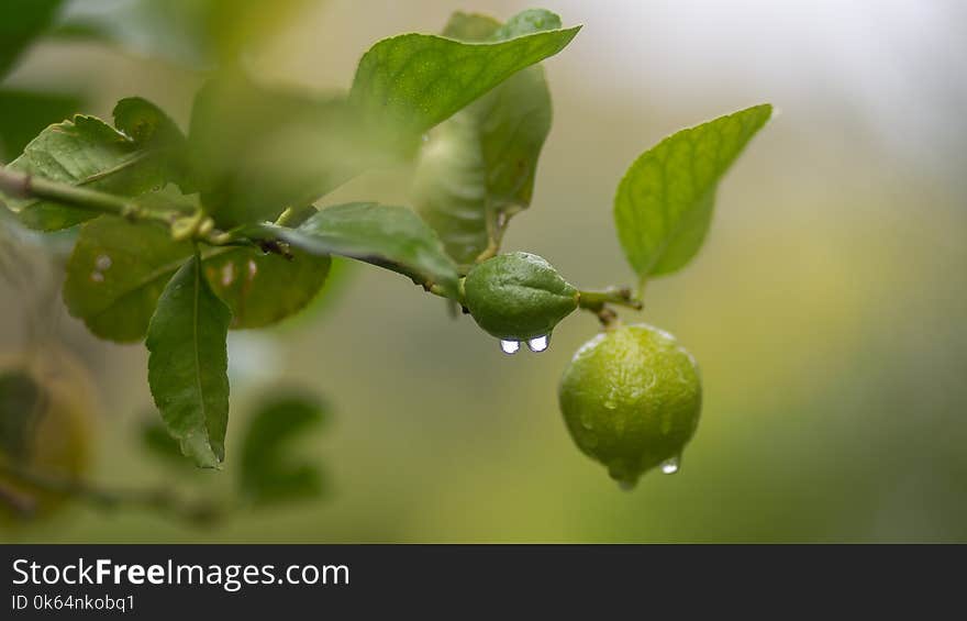 A lime hangs ready to be picked on a tree limb in Sicily. A lime hangs ready to be picked on a tree limb in Sicily.