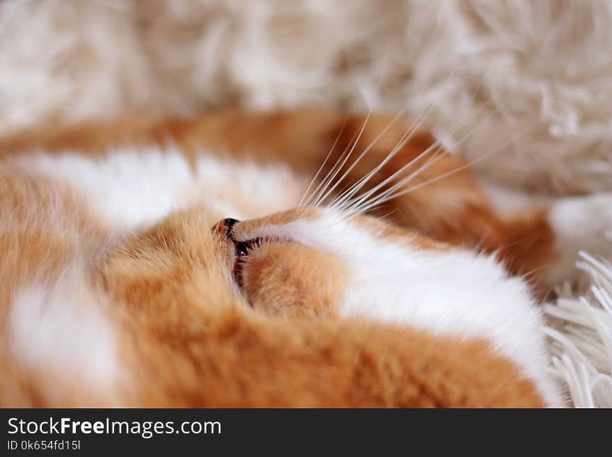 Closeup of tabby ginger cat face with mustache sleeping on white blanket. Little nose.