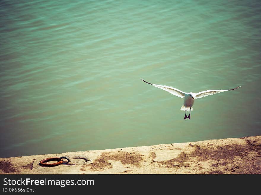 Seagull bird flying near coast over river