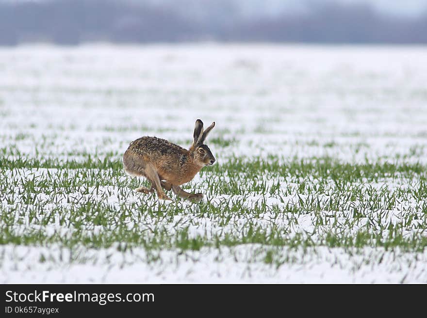 Wild rabiit is jumping on meadow in winter