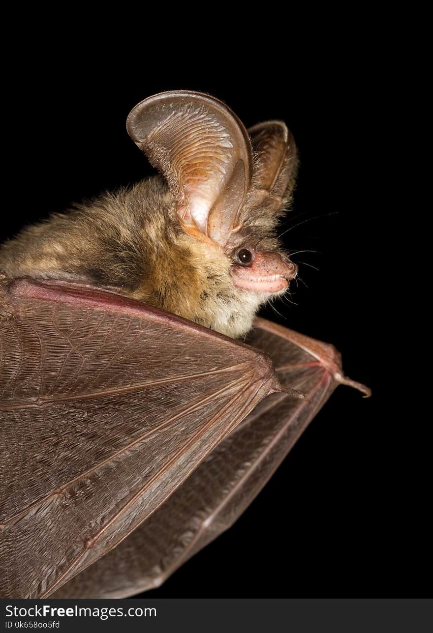 Long-eared bat Plecotus auritus flying on the dark night. Long-eared bat Plecotus auritus flying on the dark night