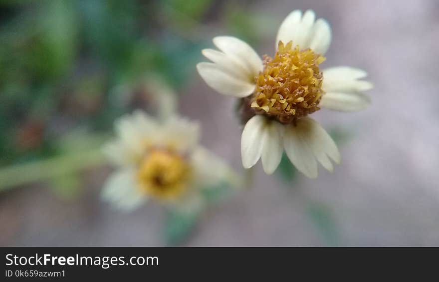 flowers