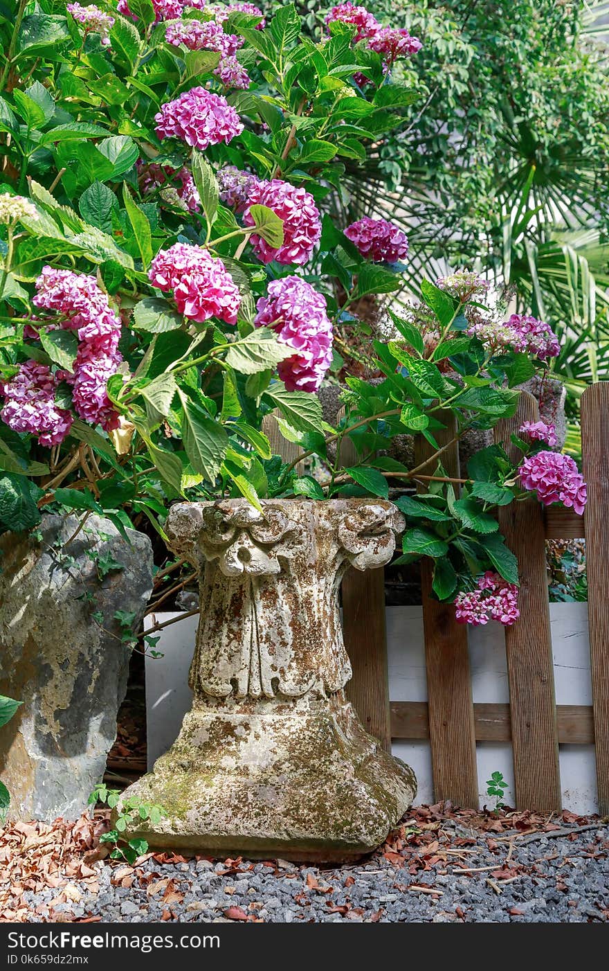 Closeup on Purple flowers growing along fence in garden