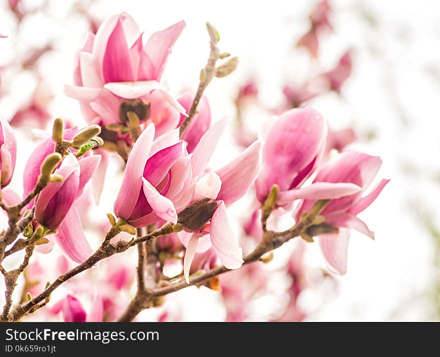 Purple and white chinese magnolia tree flowers blooming in spring on blue sky background