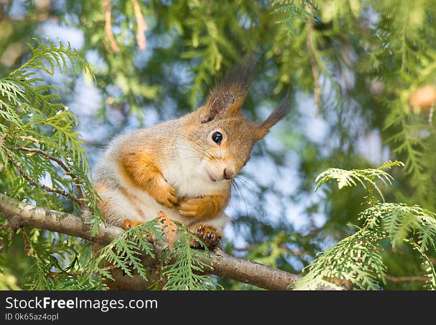 Red squirrel on a tree in a park in the nature