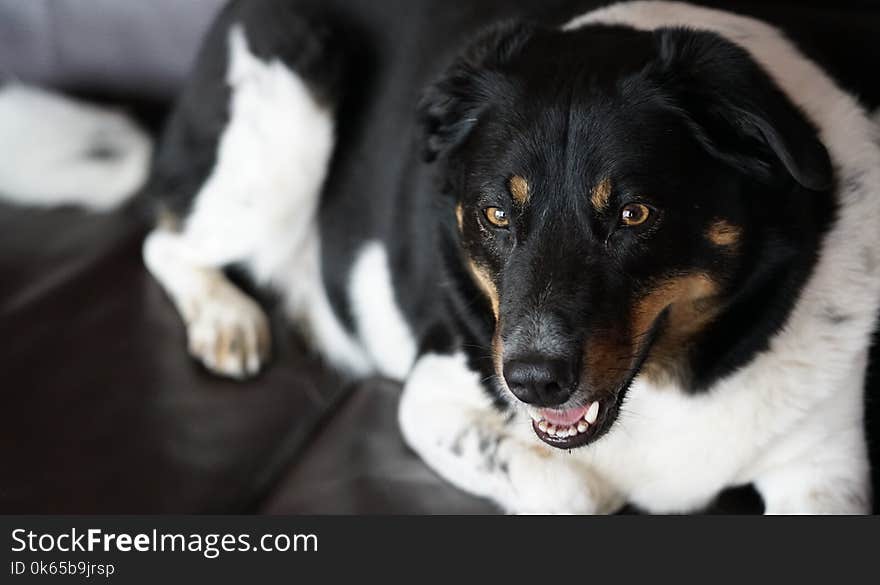 A dog laying on a couch looking at the camera. A dog laying on a couch looking at the camera.