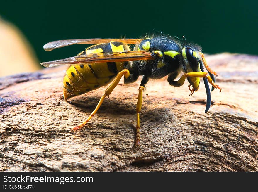 Closeup of dangerous and poisonous Vespula germanica wasp