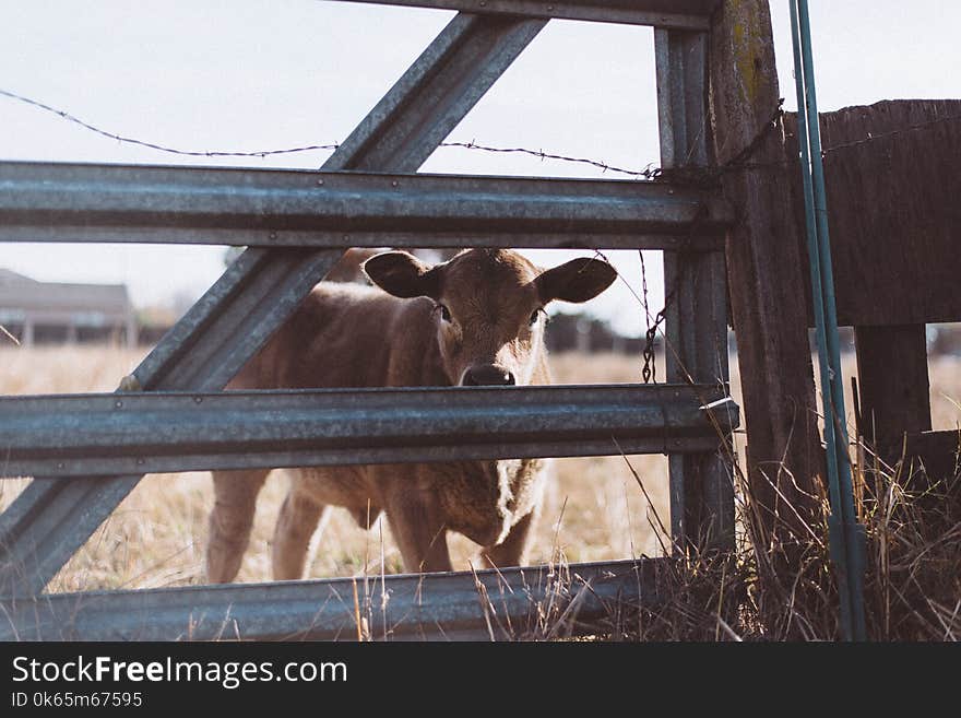 Brown Cow Near Gray Steel Fence