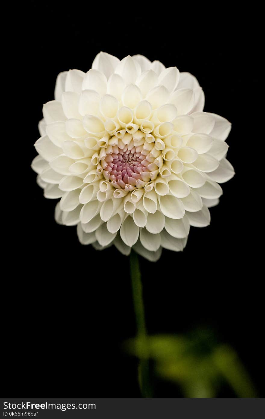 White Petaled Flower