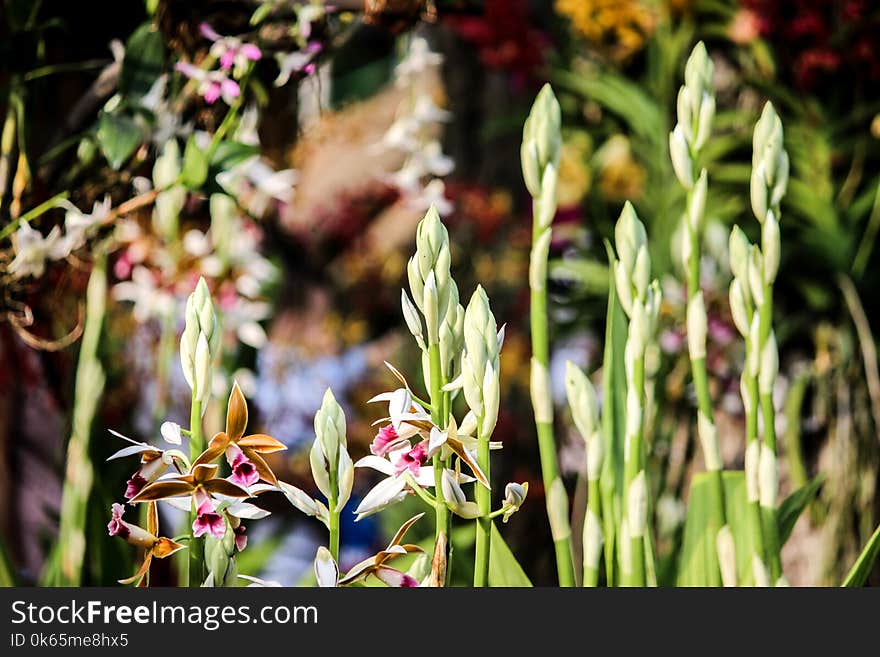 Shallow Focus Photography of Green Plant Buds