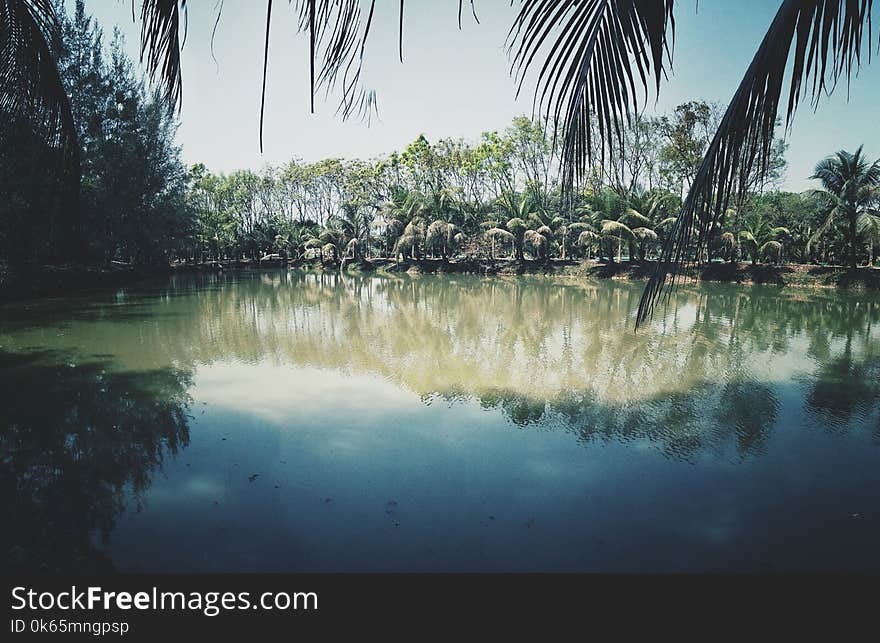 Photo of Coconut Trees Near Lake