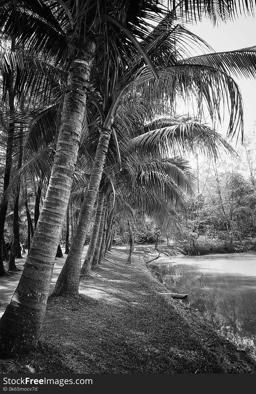 Grayscale Photography of Coconut Trees Beside Body of Water