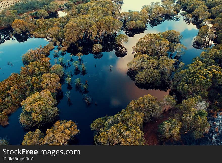 Aerial View Photography of Green Leaf Trees Surrounded by Body of Water at Daytime